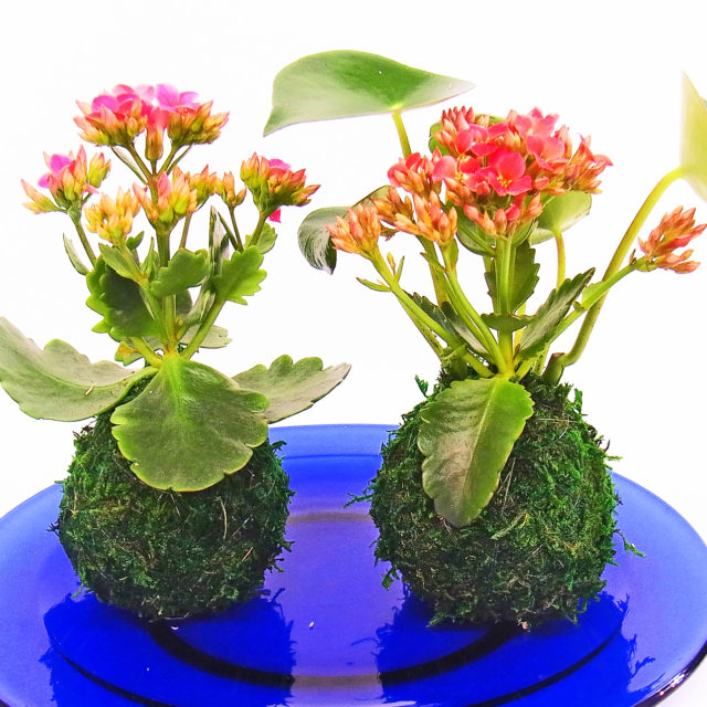 苔玉